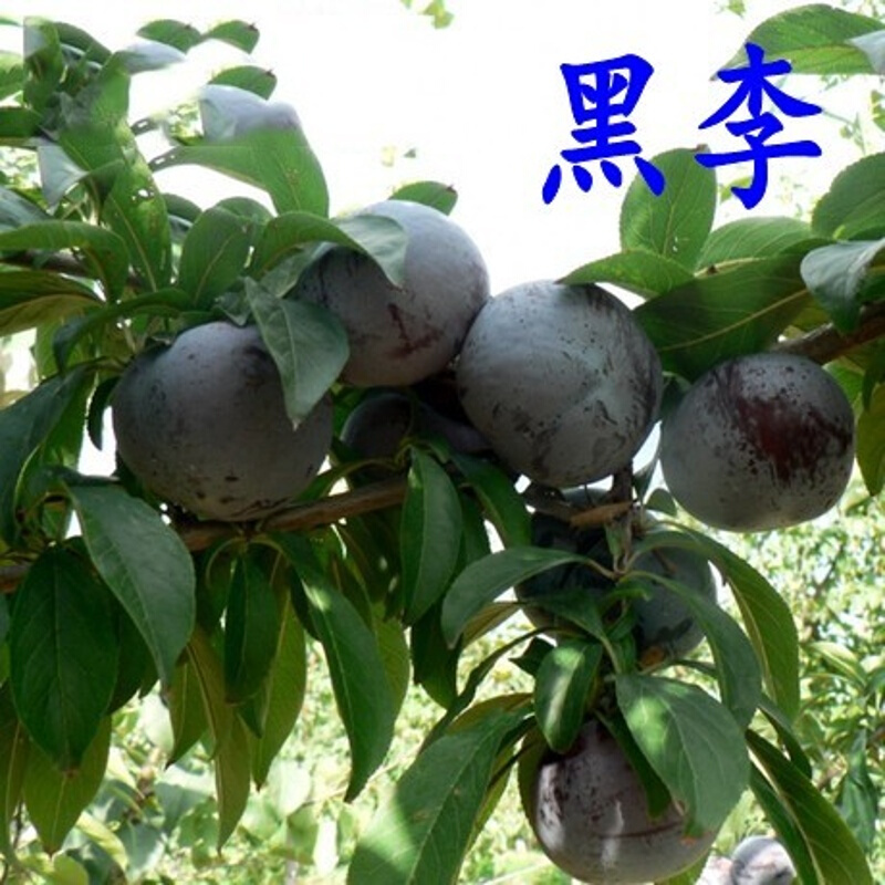 果树苗 嫁接李子苗 桃形李 三华李 南北方种植李子