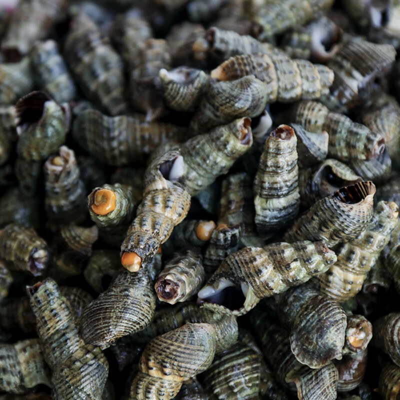 共雅去尾鲜活海螺丝尖螺石螺海抽小海锥尖锥海鲜小钉螺海瓜子3斤
