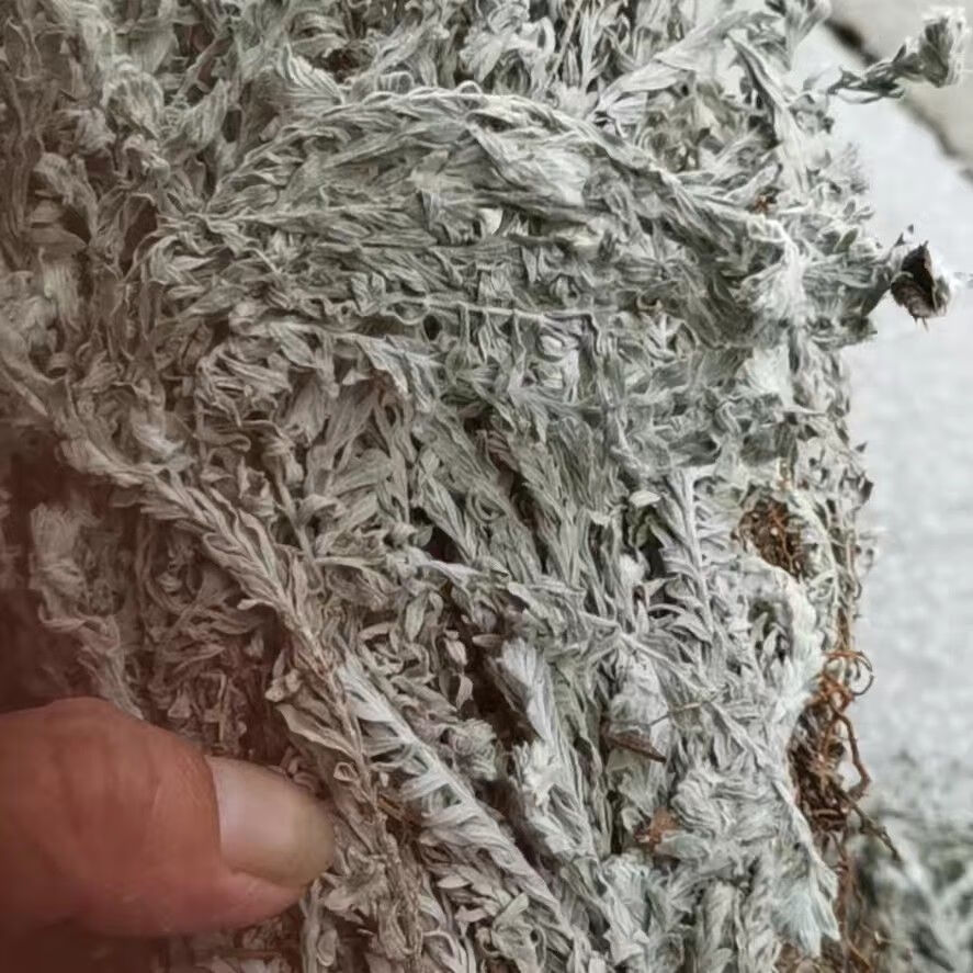 旗舰】北京同仁堂中药材正宗鹿茸草白毛鹿茸草新货六月霜千重塔白蜈蚣