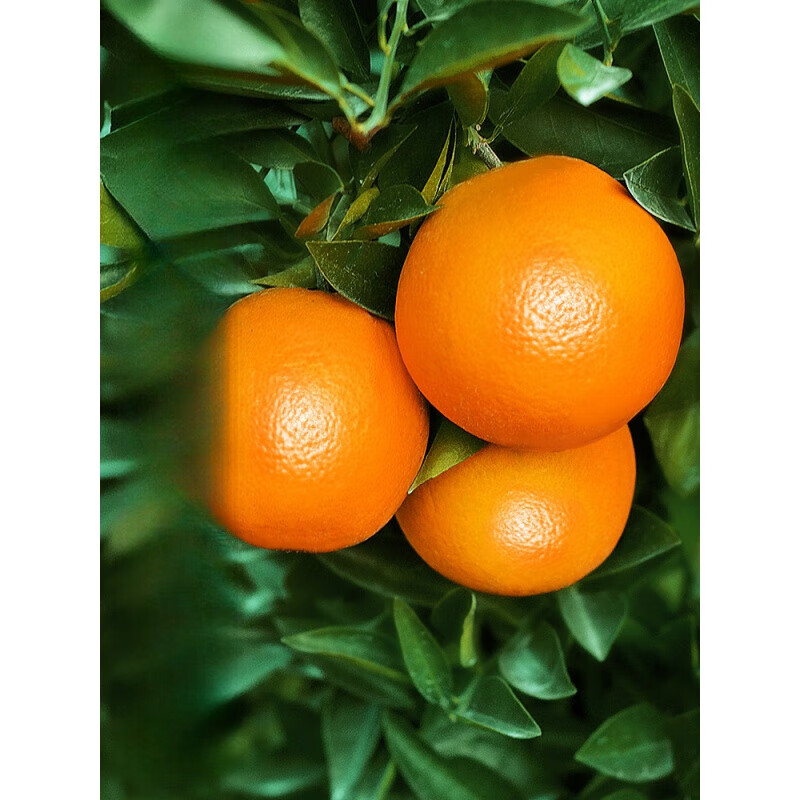 江西赣南脐橙橙子新鲜水果当季整箱正宗精品大果赣州甜 小 5斤