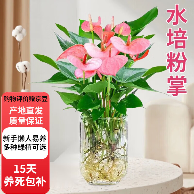 歐芽  粉掌盆栽水培植物室內(nèi)綠植水養(yǎng)花卉紅掌鮮花一帆風(fēng)順 特級(jí)粉掌【U型玻璃瓶】