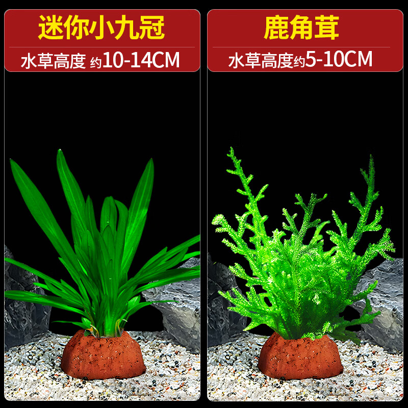 疯狂水草免种植懒人造景水培鱼缸水草直接入缸小九冠草鹿角茸源头直发包邮