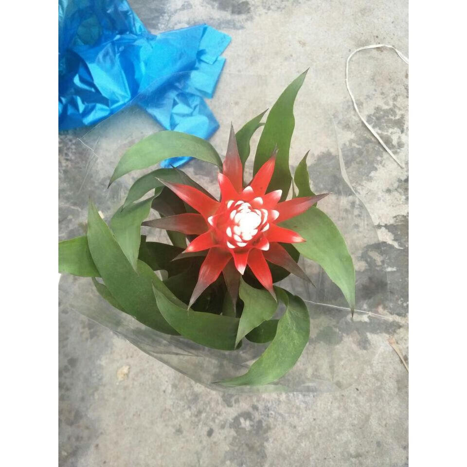 白雪公主红星火炬植物盆栽花卉室内庭院阳台空气凤梨 小盆 白雪公主