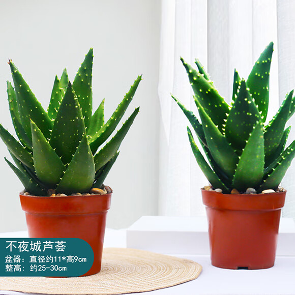 庫(kù)拉索美容蘆薈盆栽多肉植物室內(nèi)好養(yǎng)花卉辦公室凈化空氣耐旱植物 110#原盆不夜城蘆薈2盆 帶盆栽好
