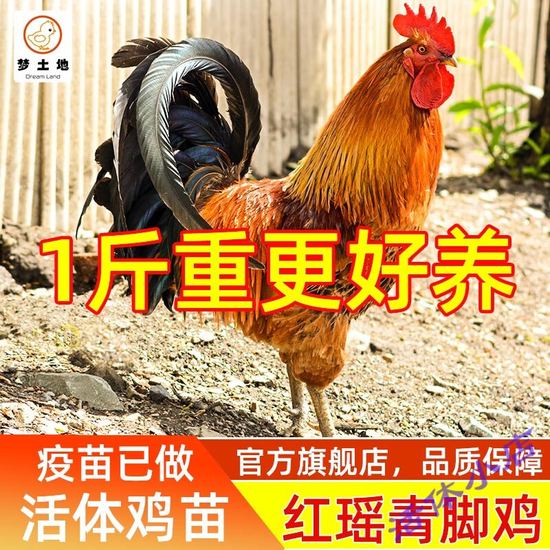 一斤红瑶黑瑶鸡土鸡脱温苗鸡苗青脚土鸡固始鸡红毛公鸡活苗 红瑶一斤