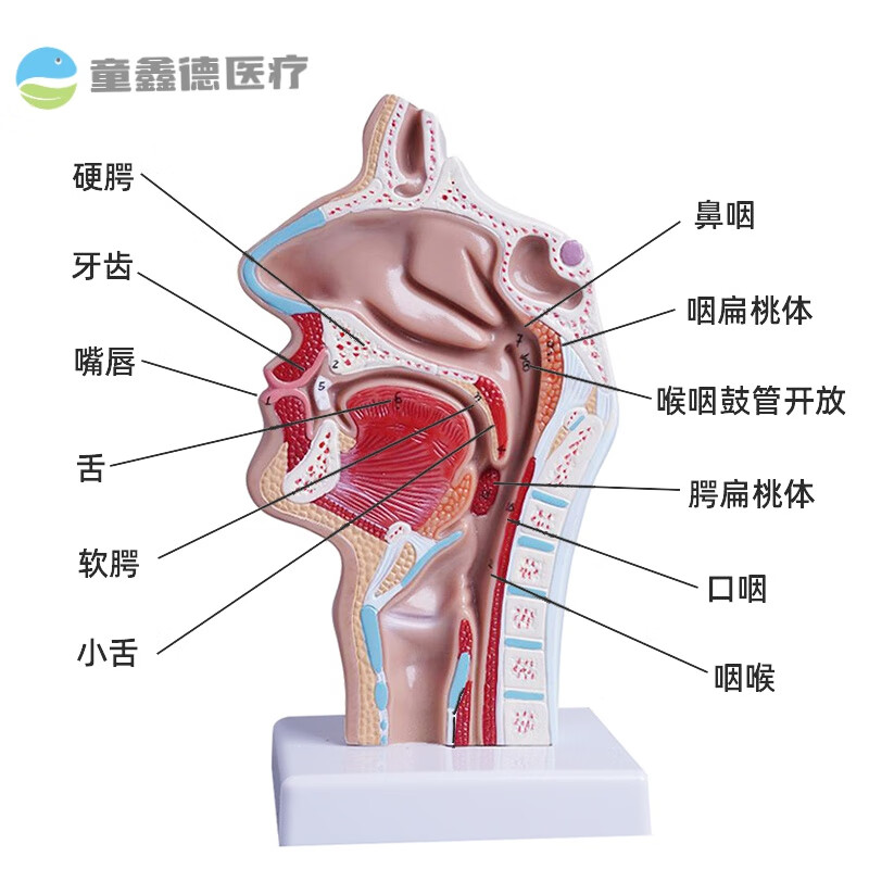 眼耳鼻喉科模型 鼻腔解剖模型 人体耳鼻喉科医学教学模型 鼻子口 正常