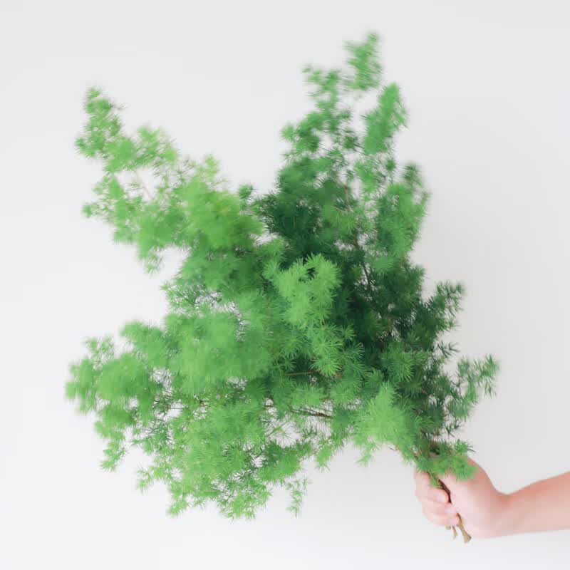 叶花瓶青花瓷牡丹菊鲜花云南基地直发鲜切花插花蓝色菊花 蓬莱松3- 5