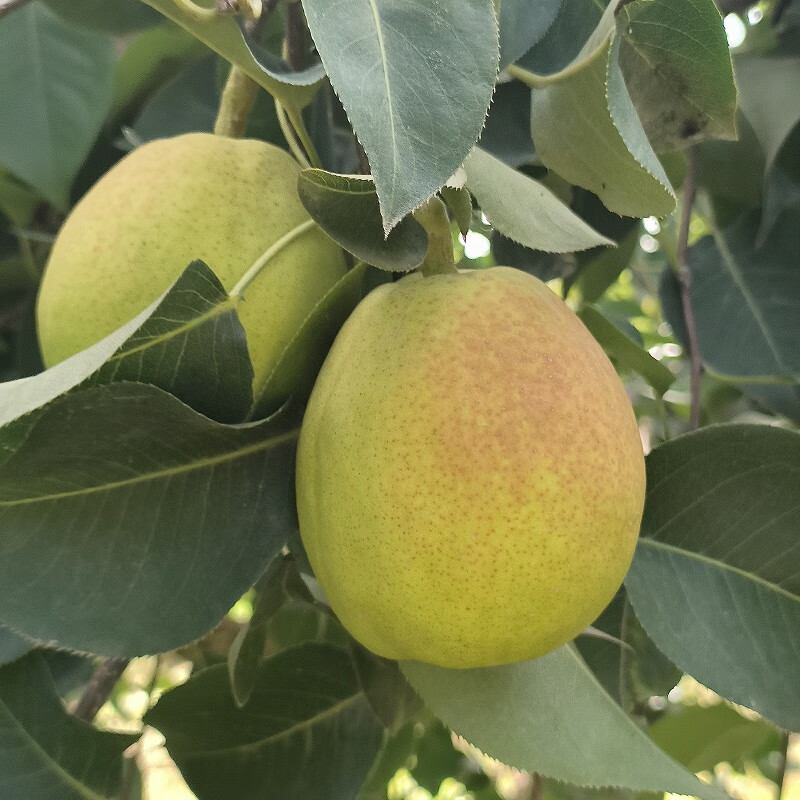 解忧娘娘正宗新疆库尔勒香梨酥脆甜梨子新鲜水果应季时令果蔬节日送礼整箱 特级 5斤单果120g+礼盒