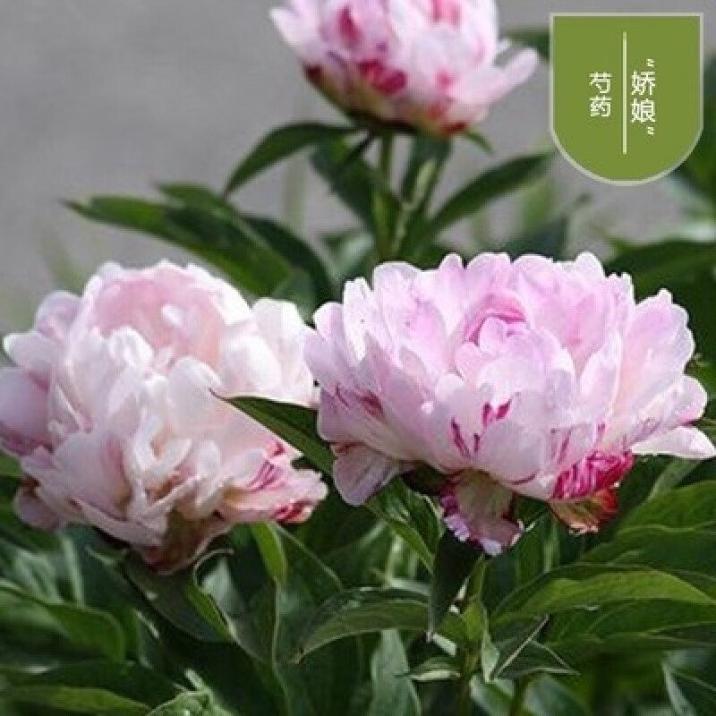 zhio芍药花树苗带花苞重瓣带芽芍药花苗种根四季开花根块阳台盆栽庭