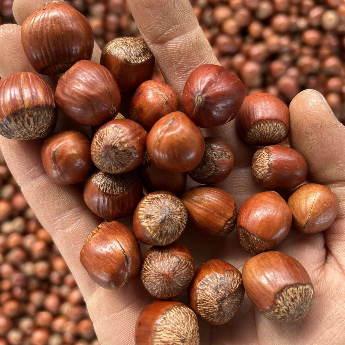 iosn榛子东北炒熟大臻子东北大榛子炒熟新货本溪桓仁平欧毛榛子糖炒薄