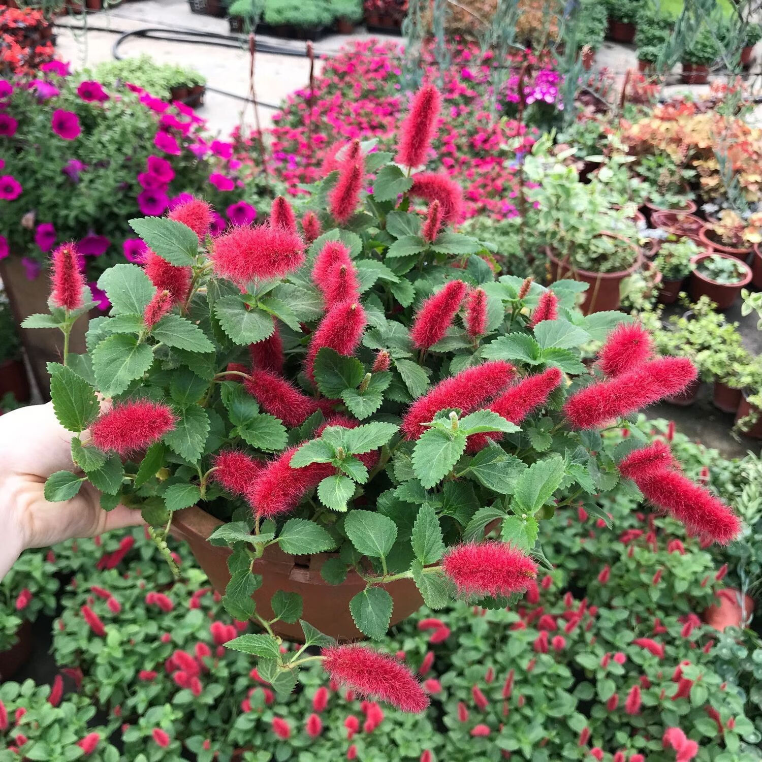 花友红樱吊兰岁岁红垂吊盆栽狗尾红色花垂吊年宵花卉花卉 红缨吊盆(不