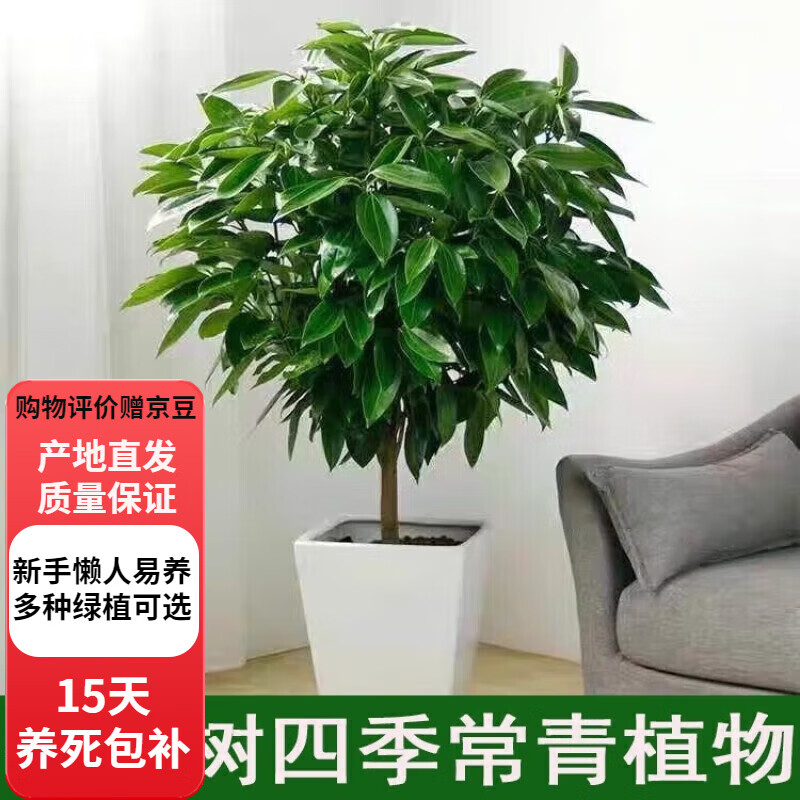 歐芽  平安樹盆栽大型綠植室內(nèi)客廳四季常青植物辦公室觀賞盆景苗 平安樹高60厘米高 【加侖盆】 不含盆