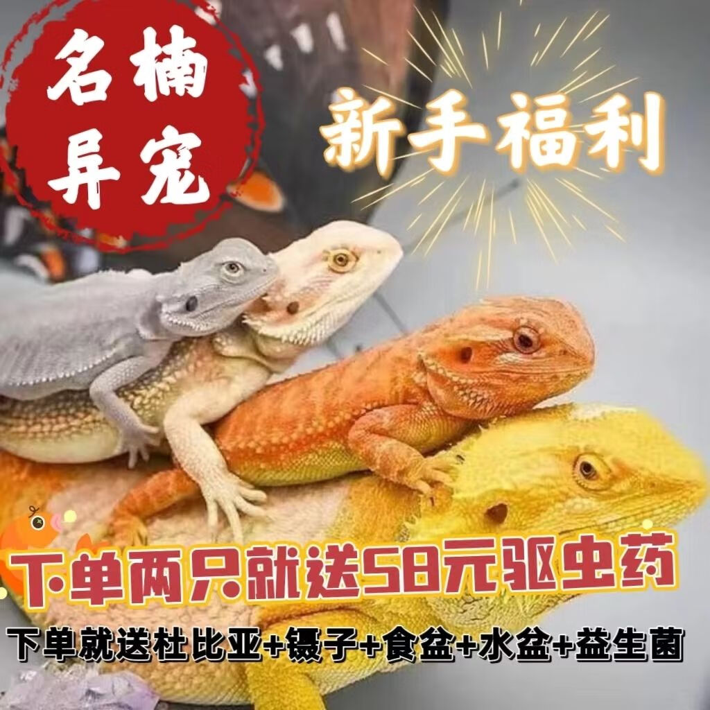 泽驭名宠[亏本冲量]鬃狮蜥蜴(橙红橙黄隐超白)便宜学生 鬃狮苗子橙红