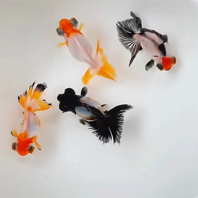 墨一精品蝶尾金鱼紫色红白黑白熊猫包金蝶尾兰寿观赏鱼活鱼淡水鱼