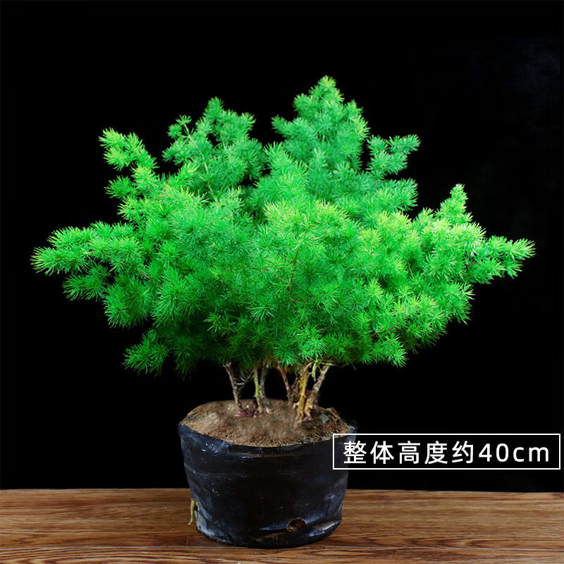 卉双蓬莱松盆栽客厅植物办公室内四季常青盆景桌面绿植 蓬莱松5年苗不