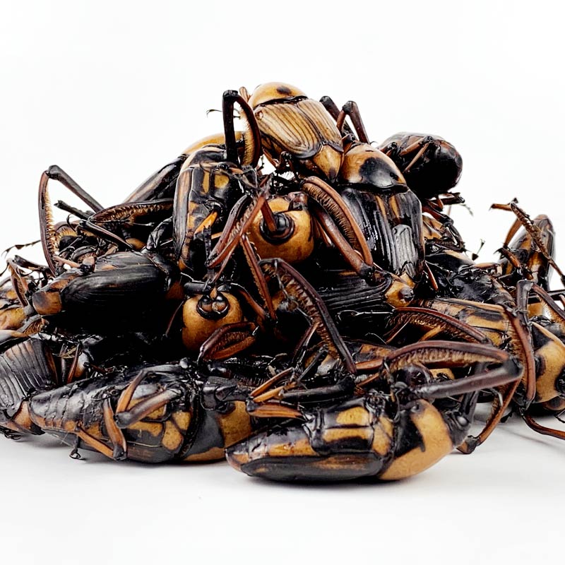 虎钢馋竹象虫新鲜速冻食用昆虫象竹鼻虫美味长鼻子虫烧烤食材高蛋白