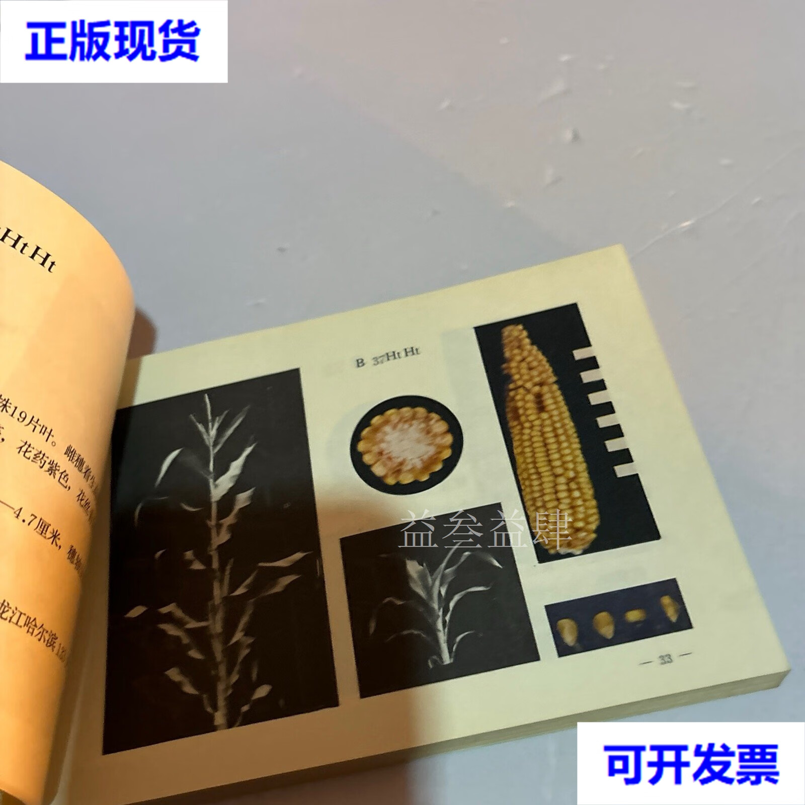 玉米自交系图册 新疆莎车县农业科学研究所 中国农业社出版二手书
