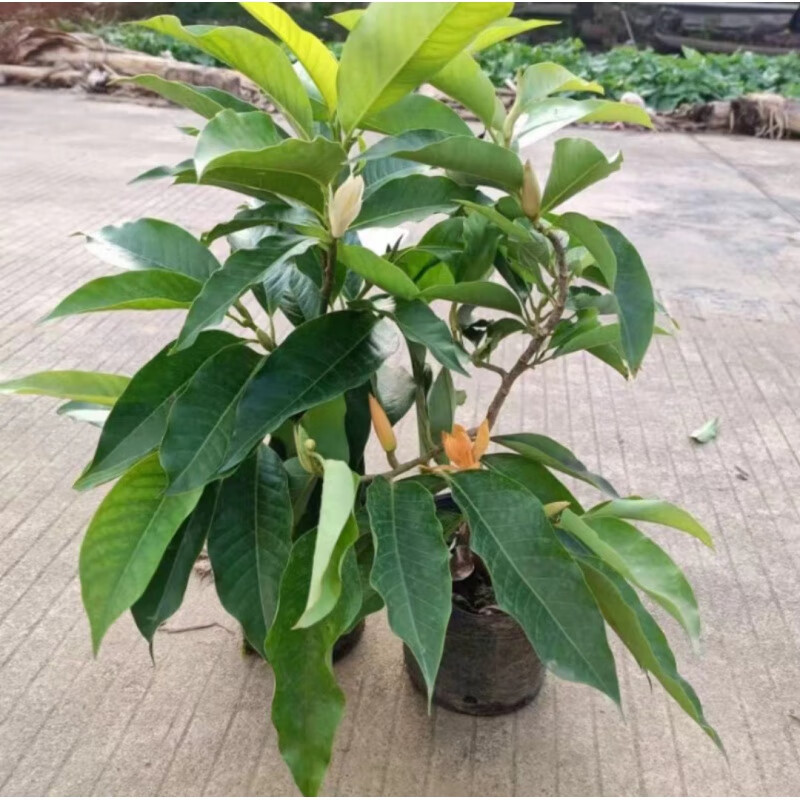 clcey白兰花老桩盆栽树苗黄角玉兰花卉绿植室内客厅庭院浓香型四季