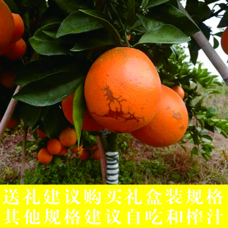 赣南脐橙正宗江西信丰新鲜当季现摘甜橙子生鲜水果原产地直发年货节日送礼 净重9斤状元优果（单果150-220g)