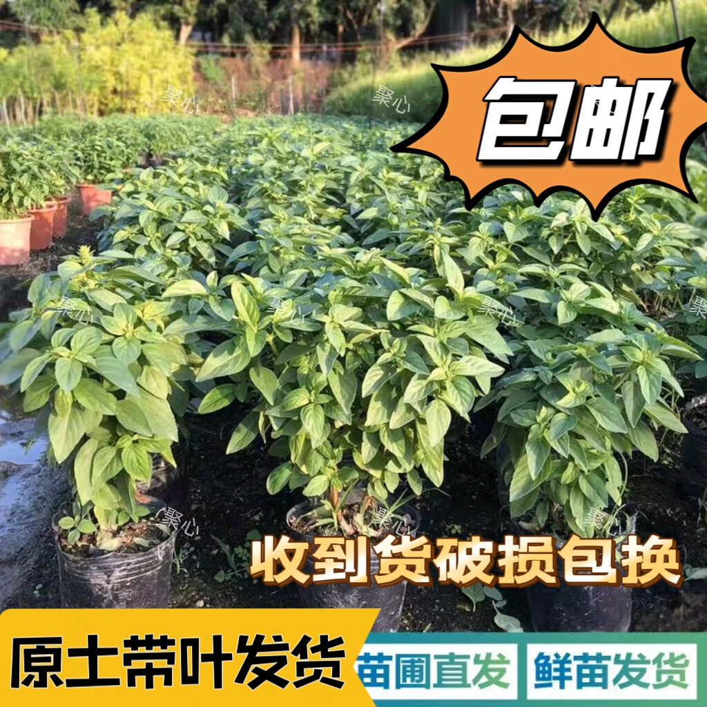 九层塔潮汕金不换盆栽食用主厨房九层塔盆栽食用罗勒植物香料甜罗 2年苗--叶子带清香味 带原土原盘