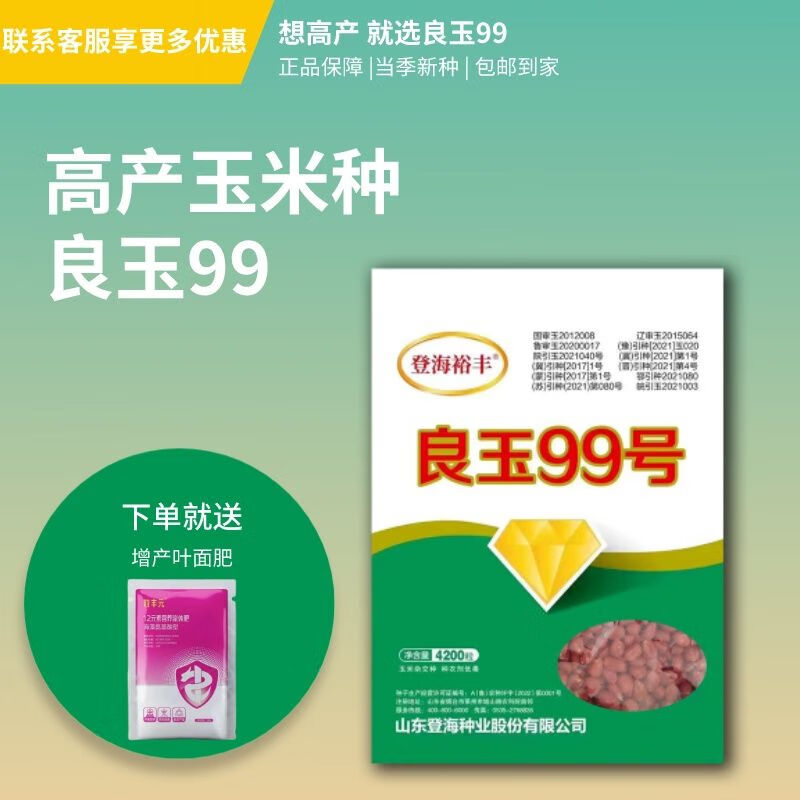国审高产玉米种良玉99果穗均匀不秀尖耐密植抗倒活杆成熟优选 国审