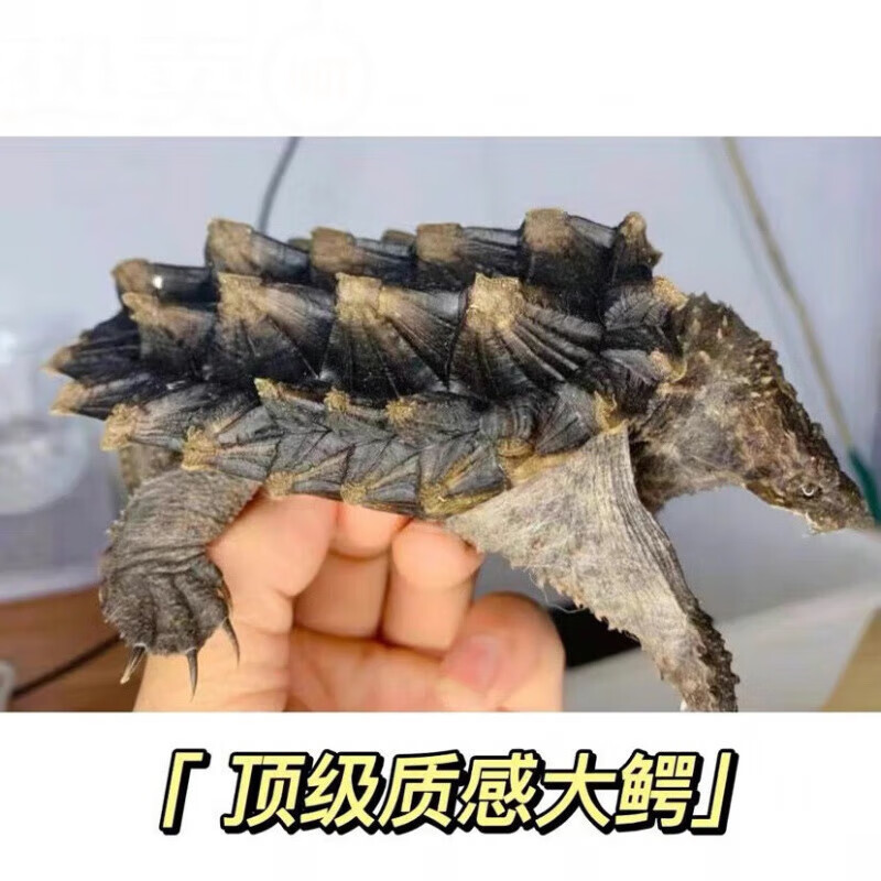 原种佛鳄大型鳄龟大小杂活体人工养殖宠物观赏龟国产进口大型鳄龟