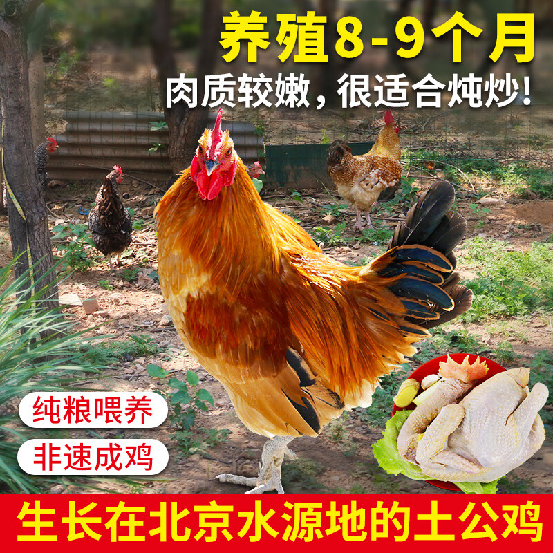 密农人家 农家土公鸡 粮食喂养 新鲜大公鸡 土鸡柴鸡 鸡肉 走地鸡1.25kg