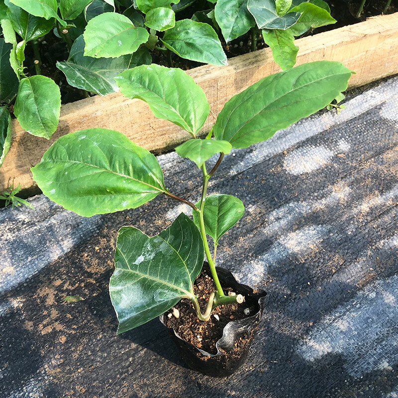 香果树苗钦蜜9号黄金果苗大苗四季不断结果苗纯甜九号 2株钦蜜9号小苗