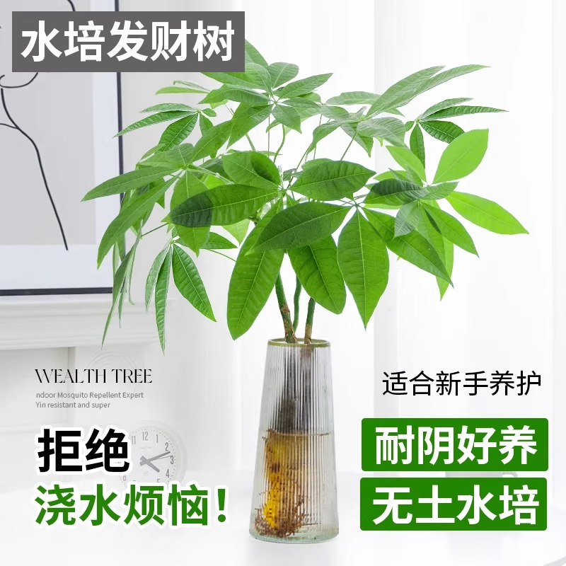 临雅发财树盆栽室内水培绿植物水养花卉办公室桌面小耐阴招财摆件好养 水培发财树40~50cm1枝