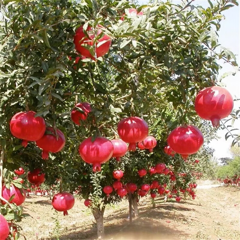 静嘉石榴树树苗丛生大树庭院种植果树盆景老桩造型耐寒植物当年结果