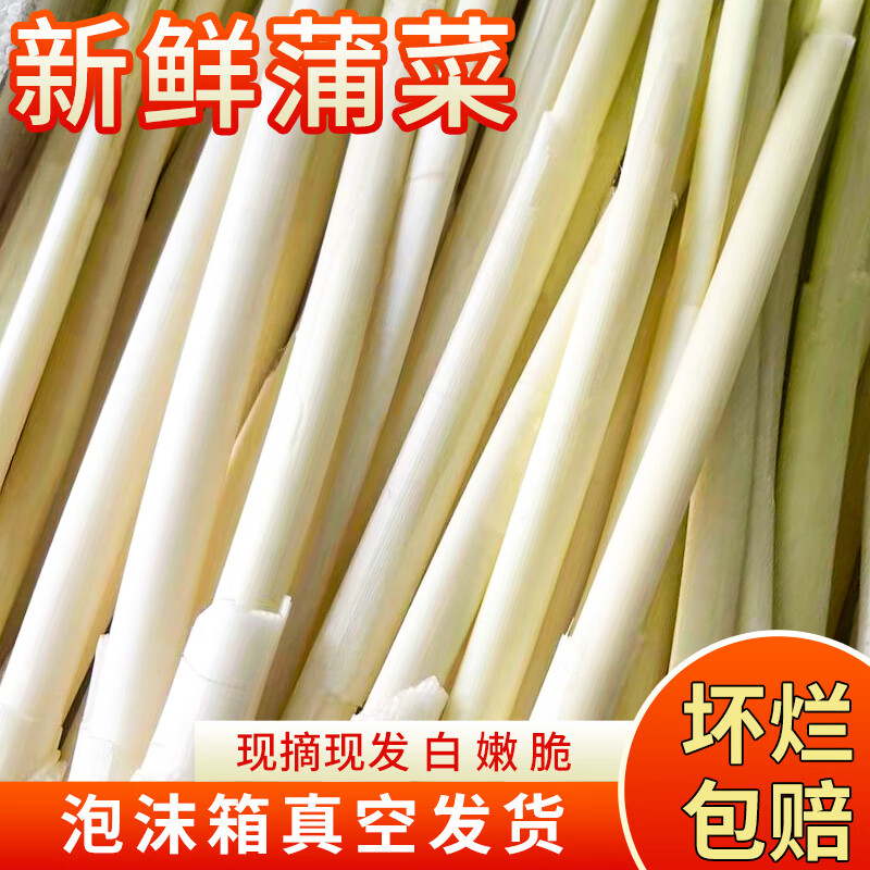 教蔬鲜生淮安蒲菜新鲜蔬菜苏北农家现摘真空发货时令野菜蒲儿菜野茭白