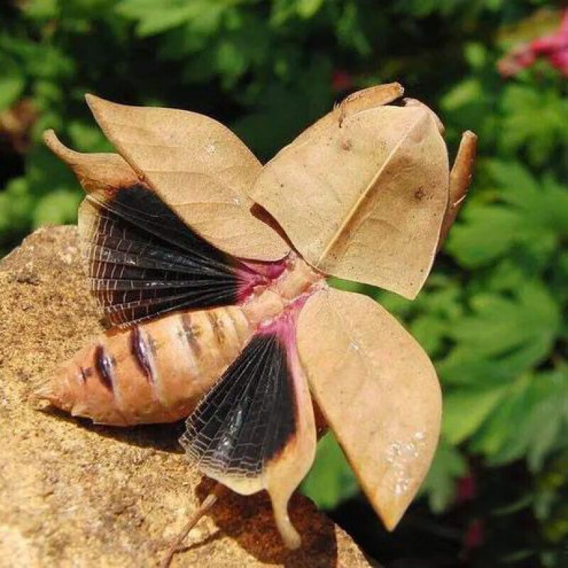 纳学菱背枯叶螳螂大刀螳螂活体幼体个性爬宠爬虫宠物活体螳螂现货 菱