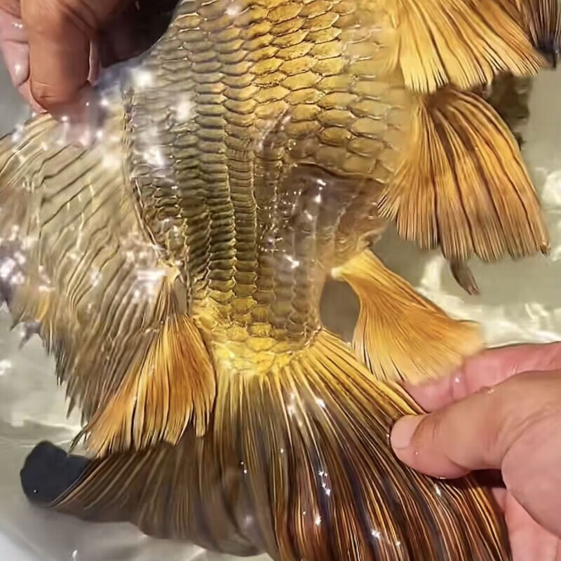 精品熊猫蝴蝶鲤鱼彩色球体球苗狮子头龙头大鳍 土豪球体熊猫 2-3cm 5