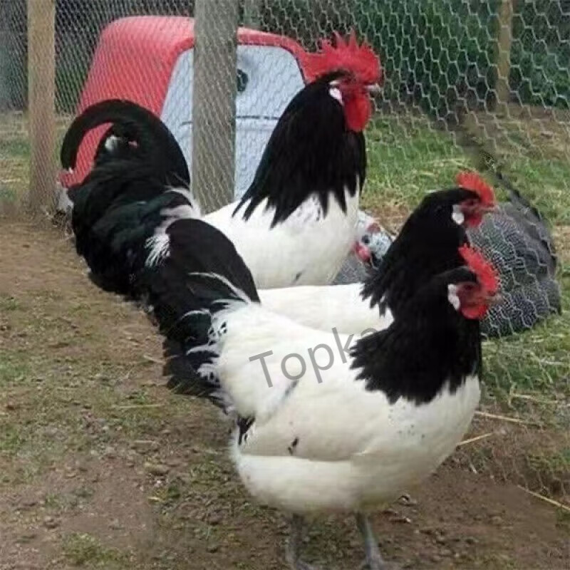 两头乌夹观赏鸡种蛋可孵化受精卵新品宠物鸡蛋受精率 5枚