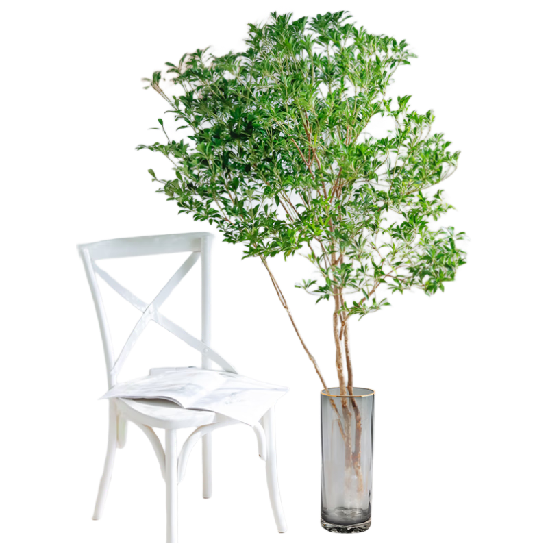 ����������ľˮ��ֲ���ձ����ڵ�������������������֦����70Դͷֱ��