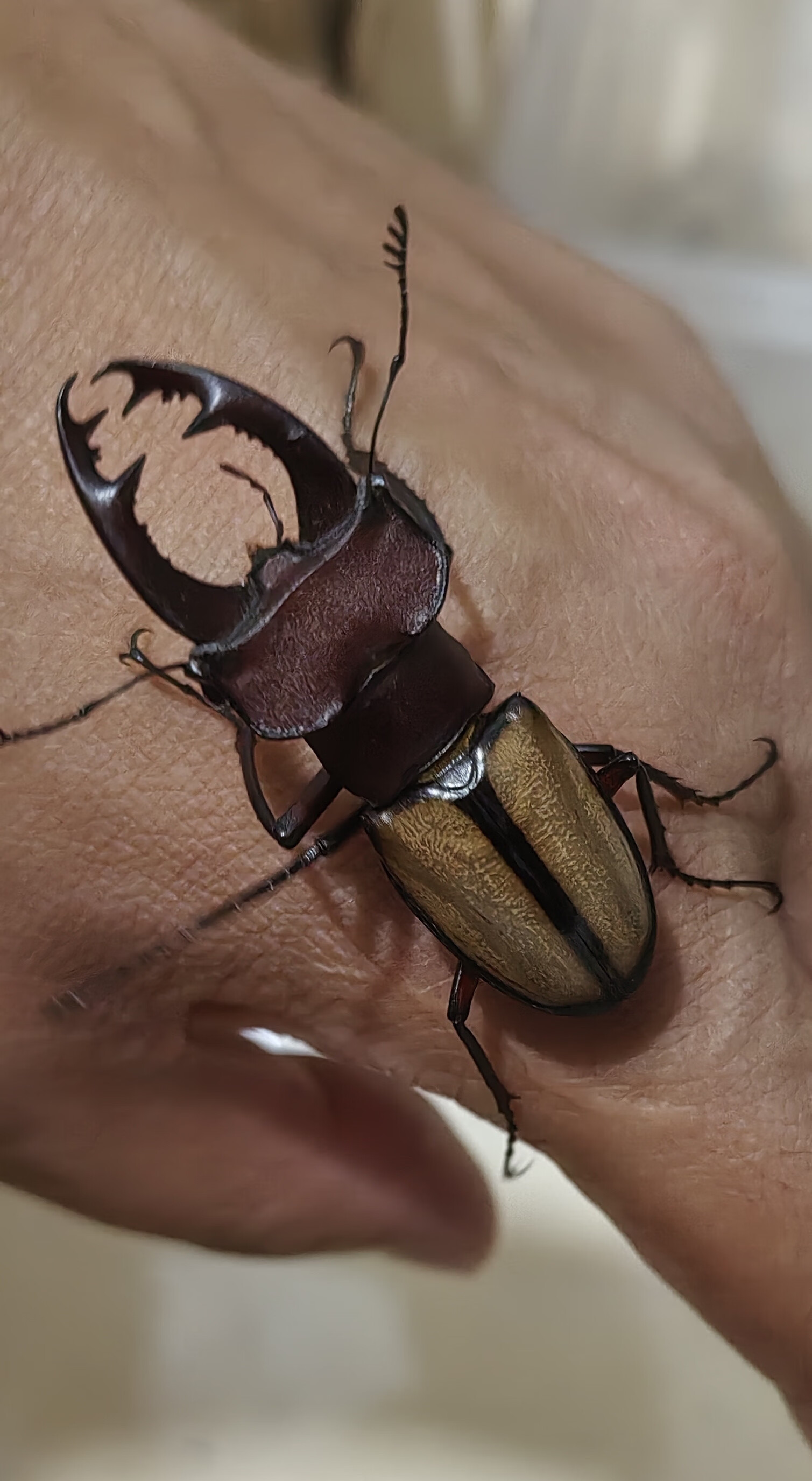 西部派瑞深山锹甲锹形虫活体甲虫宠物 小个体公虫 母虫(40mm以下)