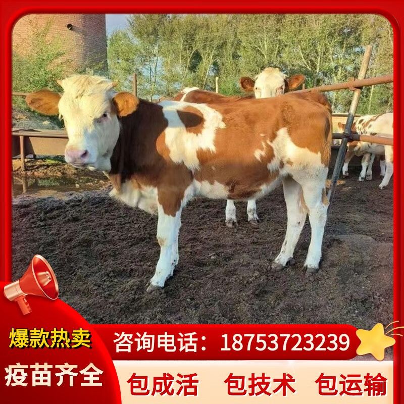 【热销】西门塔尔牛小牛犊活牛大型改良肉牛犊四代塔尔牛养殖技术