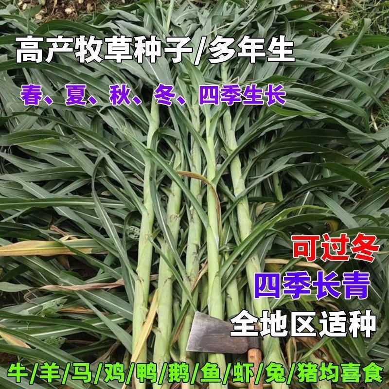 谷真热研四号杂交牧草王种子多年生四季常青耐寒喂养牛羊鱼猪畜牧草籽