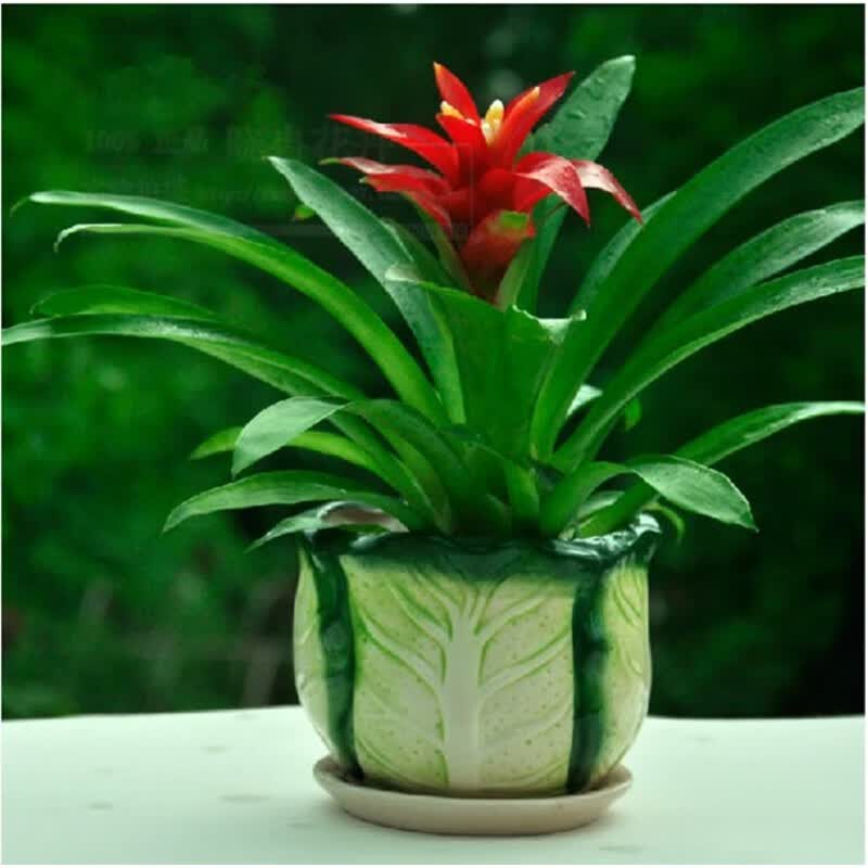 花郡城鸿运当头卧室内花卉盆栽庭院办公桌阳台观花植物育苗盆带土 单