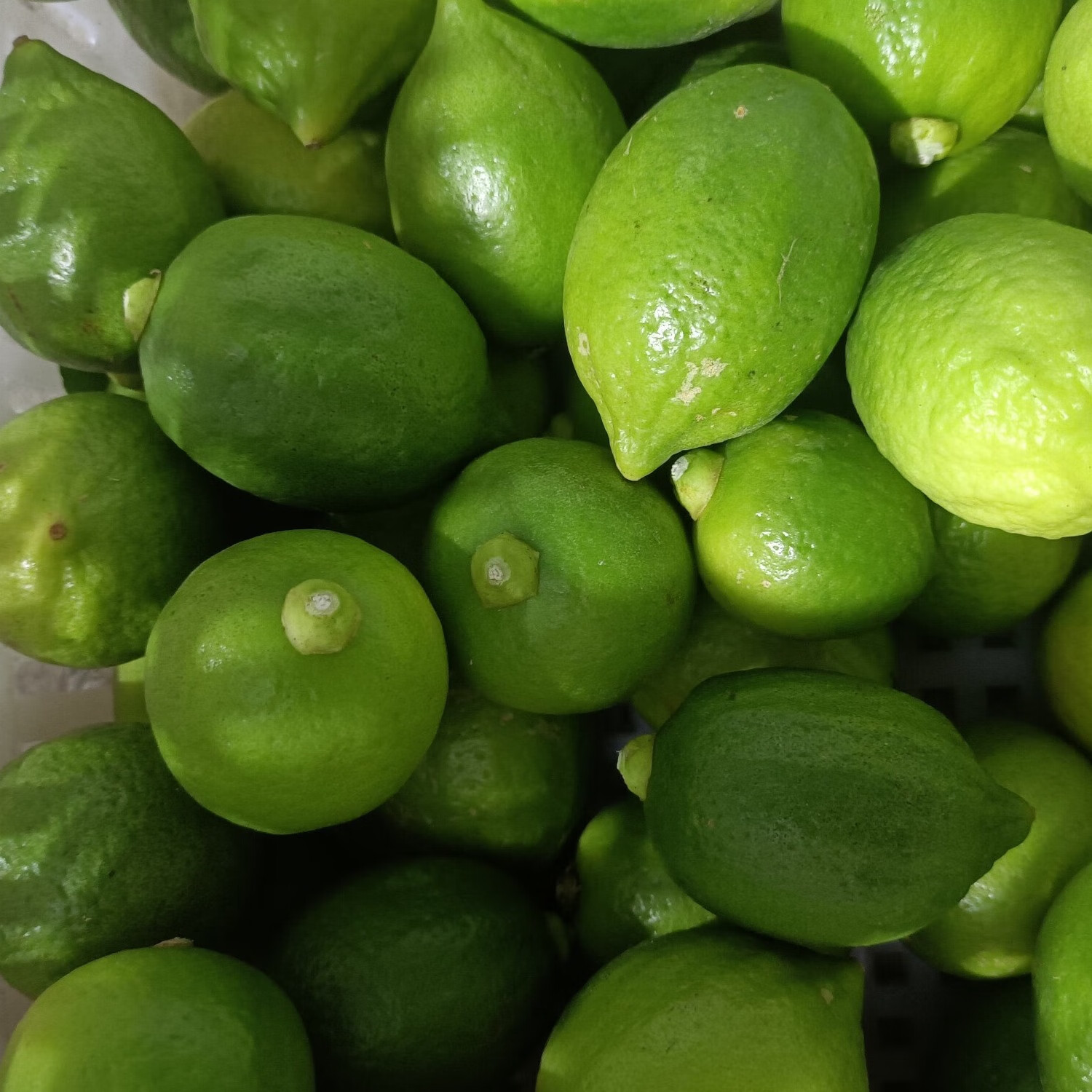 正宗广东香水柠檬爆香新鲜无籽精品一级果 3斤(净重一级果奶茶店口味)