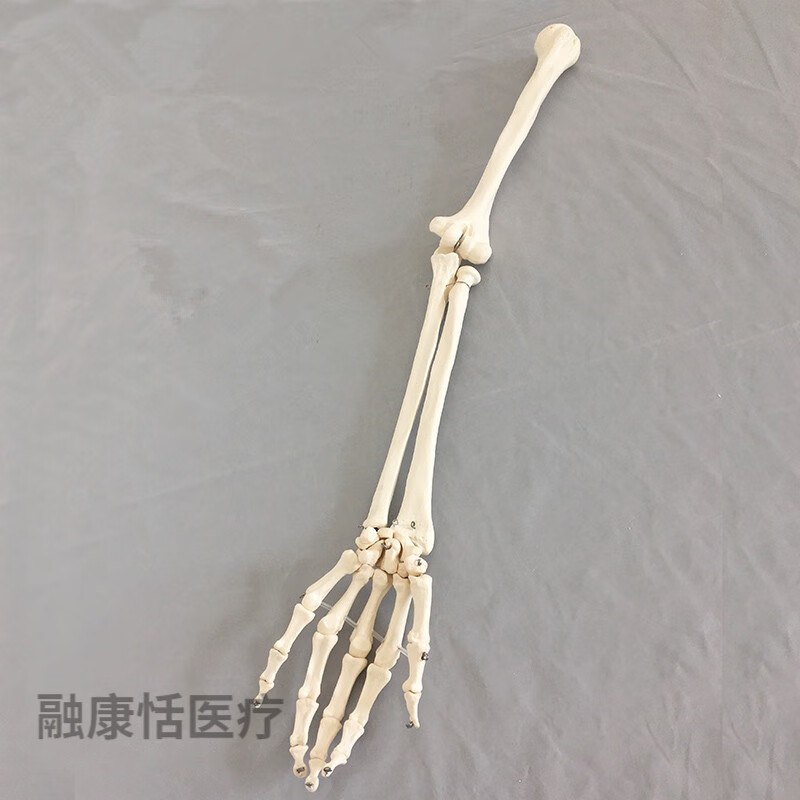 陇聚福下肢骨教学模型 人下肢骨骼1比1仿真腿关节韧带四肢活动医用