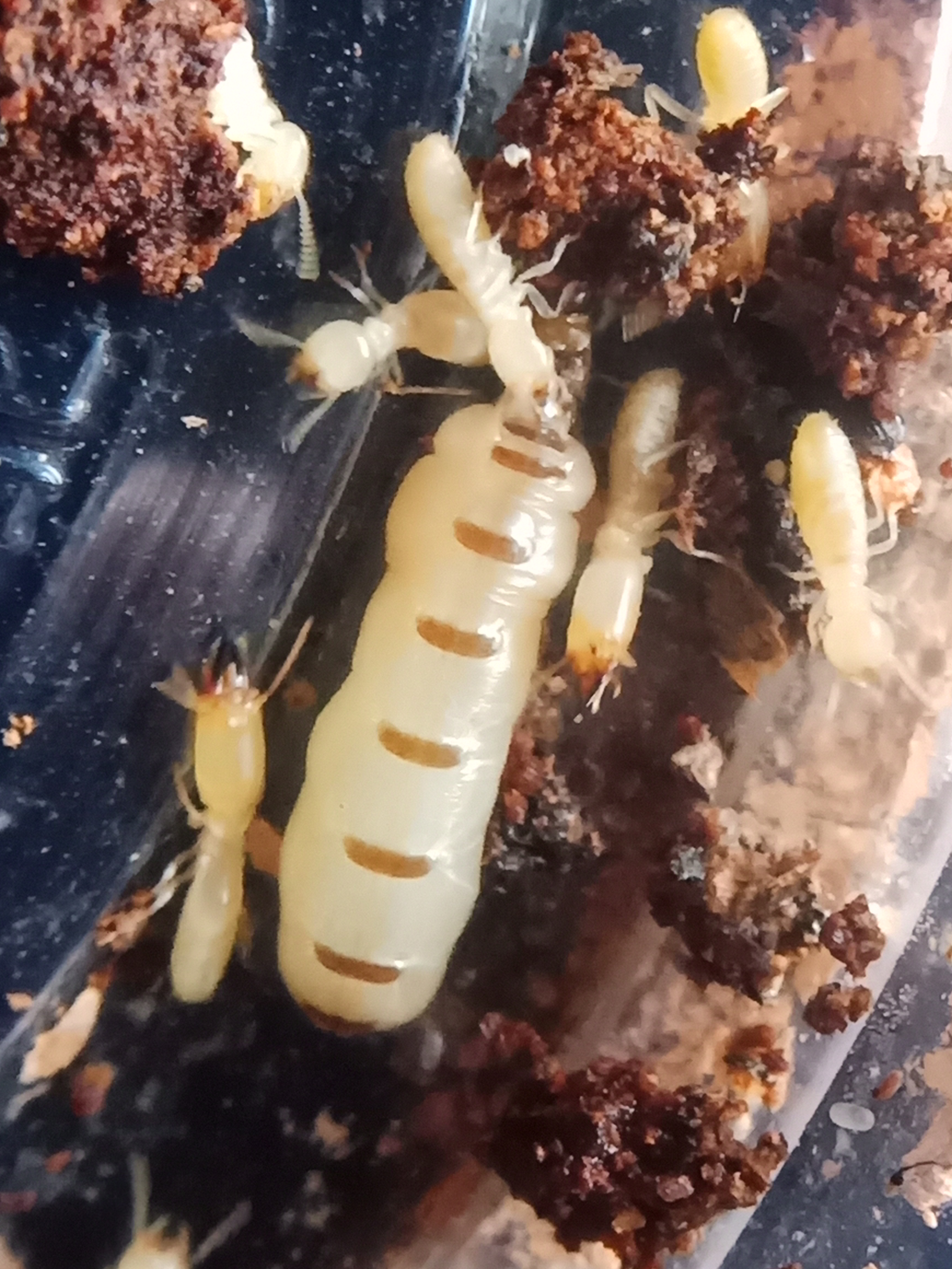 白蚁 黄胸散白 婚飞蚁 蚂蚁 蚁后  宠物 蜘蛛 爬虫 泡酒 药材 【1王1