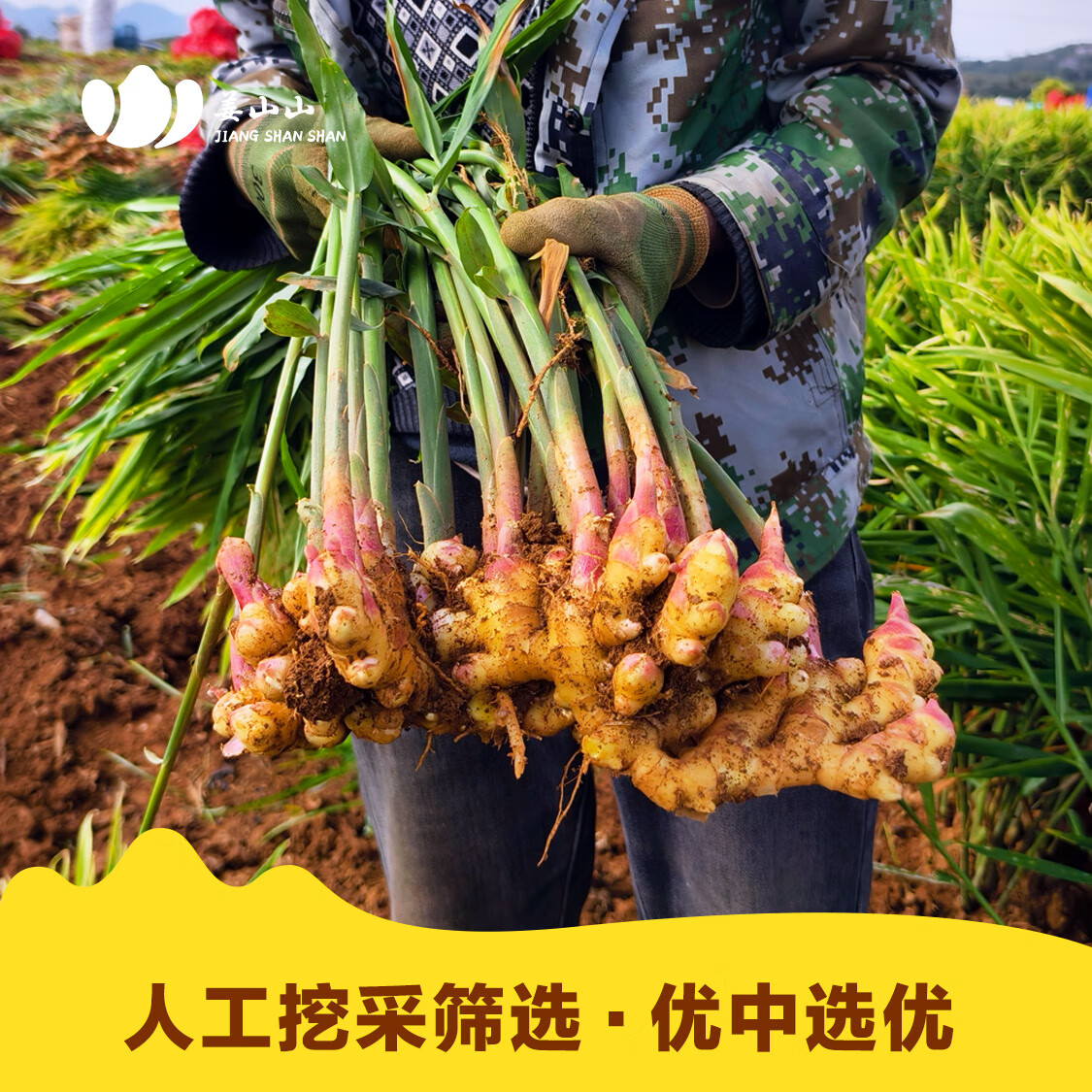 姜山山-云南罗平小黄姜 老姜 国家地理标志 新鲜云南小黄姜 生姜 产地发 净重 2斤 包邮