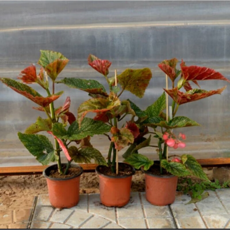 鹿凌青竹节海棠花四季斑点秋海棠花苗室内客厅阳台盆栽花卉绿植开花
