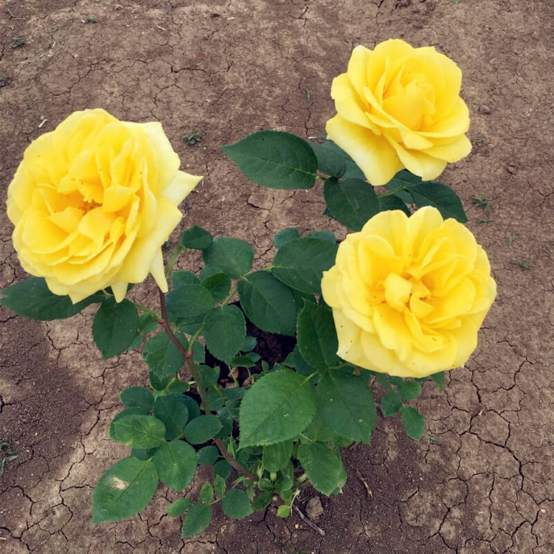 金凤凰月季花苗 阳台月季 月季花苗 盆栽月季大苗 开花月季 金凤凰
