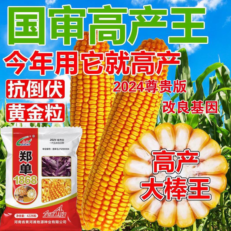 国审郑单1868紫杆双胞胎稳产玉米 郑单1868【4226粒】一袋一亩地