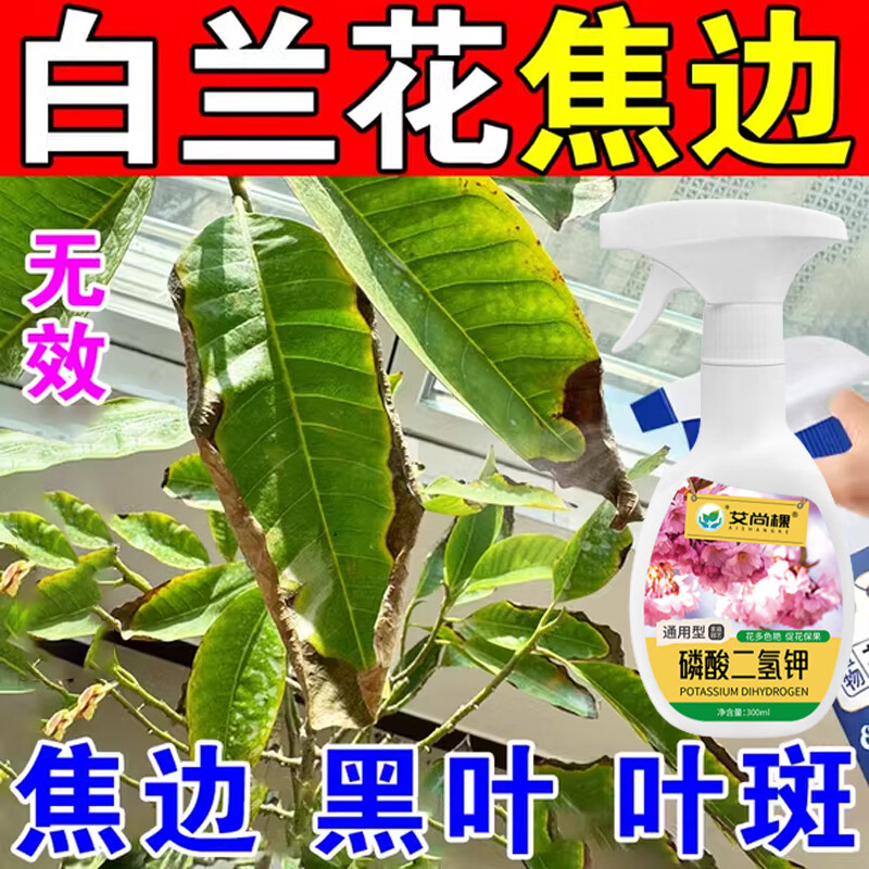白兰花专用肥叶黑斑枯黄落叶焦尖粉病白玉黄角果兰花肥营养液虫药