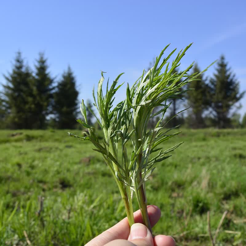 果靓晟东北特产黑龙江伊春林区新鲜柳蒿芽保鲜山野菜蘸酱菜450克 450g