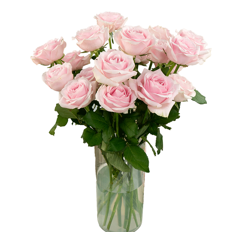 京东鲜花双11云南昆明基地随机色玫瑰买20枝送10枝配草配草鲜花源头直发