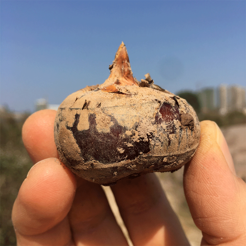 旺园兴正宗广西桂林荔浦马蹄种子高产脆甜无渣多汁水果型荸荠种植苗